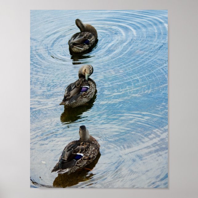 Affiche Canards dans une rangée (Devant)