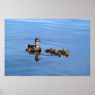 Affiche Canards de Mallard