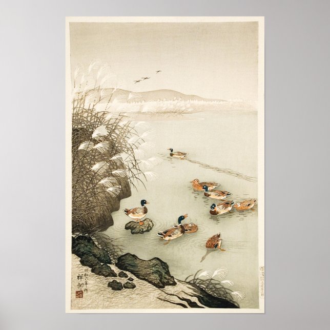 Affiche Canards de Mallard Nager par Pampas Grass (Devant)