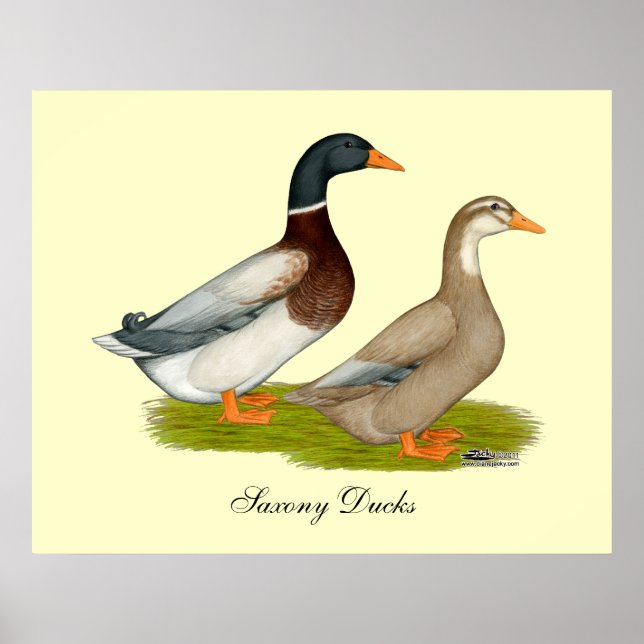 Affiche Canards de Saxe (Devant)