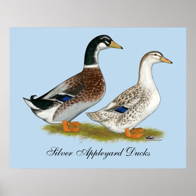 Affiche Canards : Joyeuse Argent (Devant)