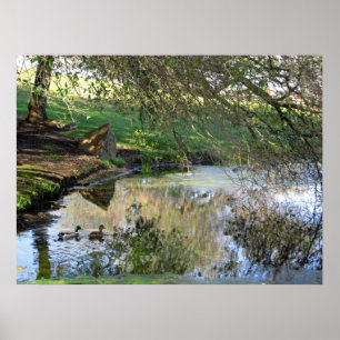 Affiche "Canards nicheurs"