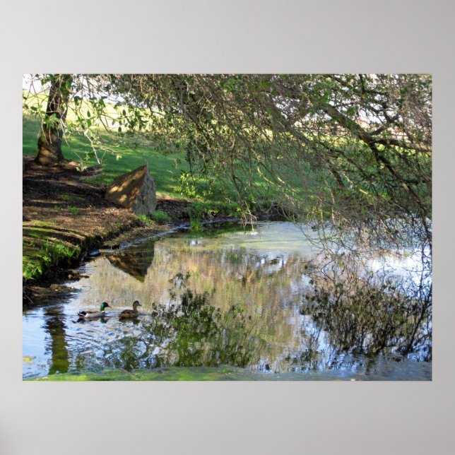 Affiche "Canards nicheurs" (Devant)