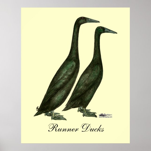 Affiche Canards noirs (Devant)