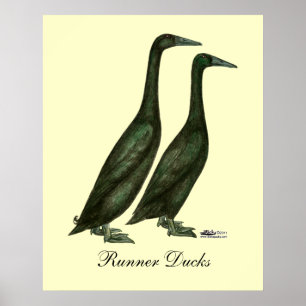 Affiche Canards noirs de coureur