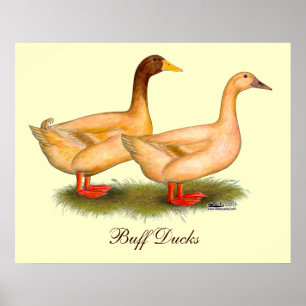 Affiche Canards :  Orpington de couleur chamois