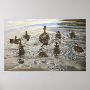 Affiche Canards qui nagent