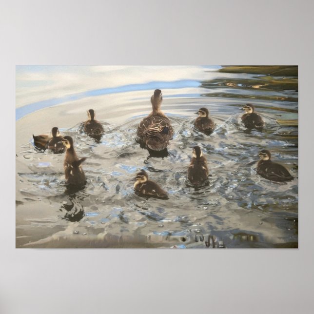 Affiche Canards qui nagent (Devant)