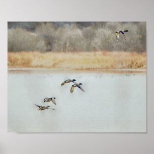 Affiche Canards sauvages survolant un lac en hiver