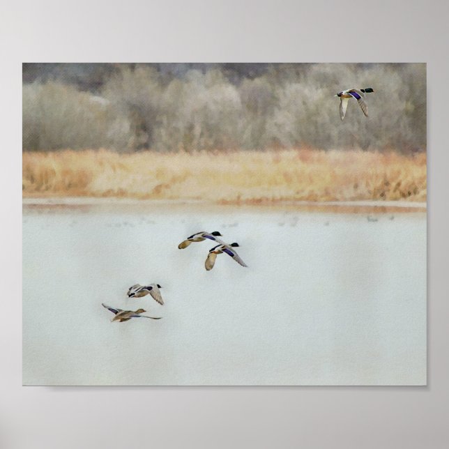 Affiche Canards sauvages survolant un lac en hiver (Devant)