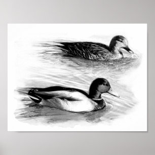 Affiche Canards sur le lac