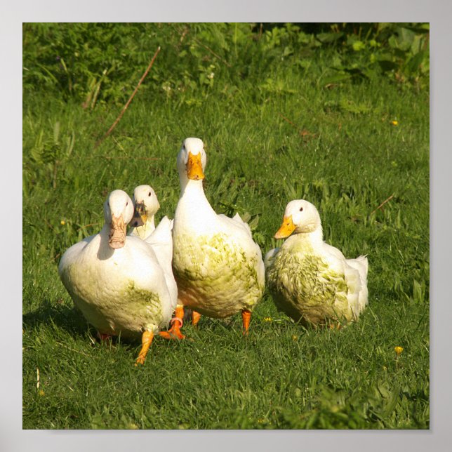 Affiche canards, vivants, prairies, animaux, ferme, vie ru (Devant)