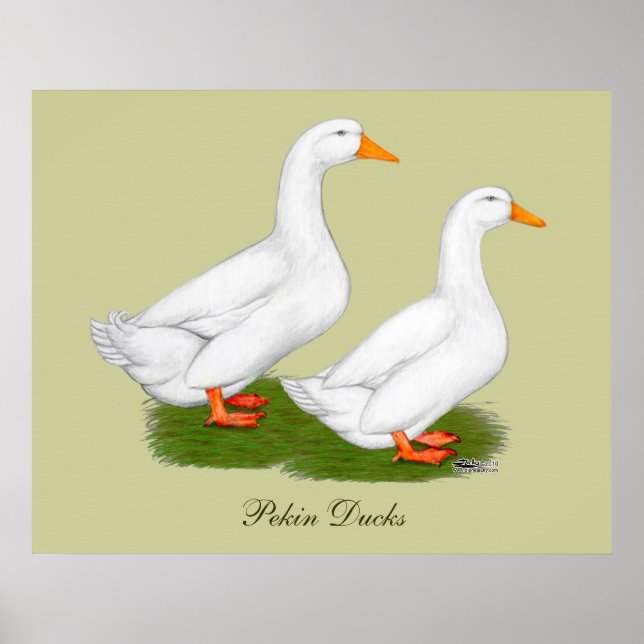 Affiche Canards : White Pekins (Devant)