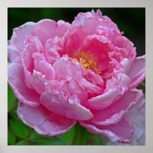 AFFICHE " CANDY ROSE PEONY" (PHOTOG)
