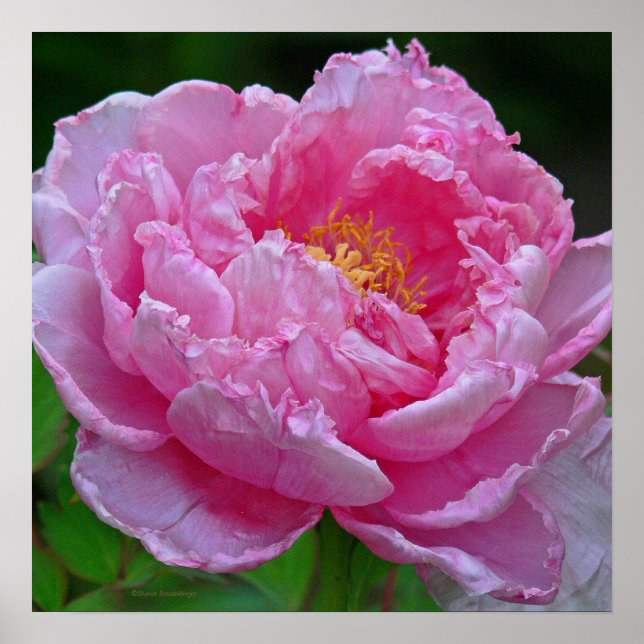 AFFICHE " CANDY ROSE PEONY" (PHOTOG) (Devant)