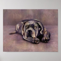 Cane Corso - Chiot Mastiff italien