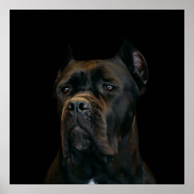 Affiche Cane Corso - Mastiff italien (Devant)