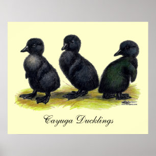 Affiche Canetons Black Cayuga