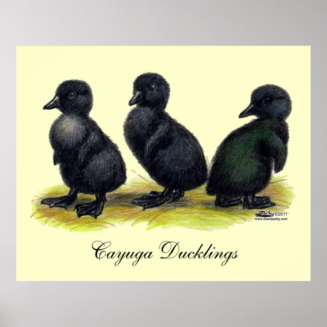 Affiche Canetons Black Cayuga (Devant)
