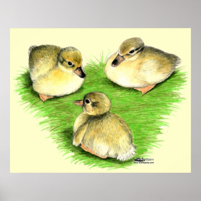 Affiche Canetons de canard colvert enneigés (Devant)