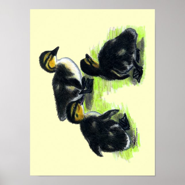 Affiche Canetons de Colvert (Devant)
