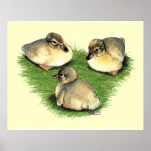Affiche Canetons Harlequin gallois