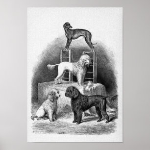Affiche "Caniches et un whippet "