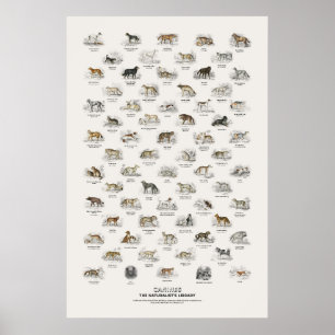 Affiche Canidés - Bibliothèque du naturaliste