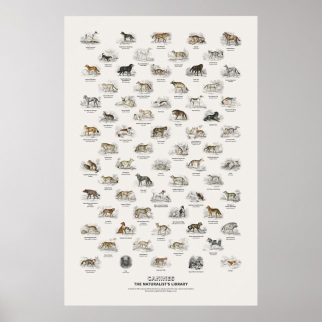 Affiche Canidés - Bibliothèque du naturaliste (Devant)