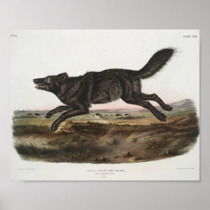 Affiche Canis lupus, Loup noir américain. Homme. Antique