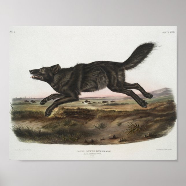 Affiche Canis lupus, Loup noir américain. Homme. Antique (Devant)