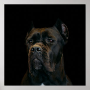 Affiche Canne Corso - mastiff italien