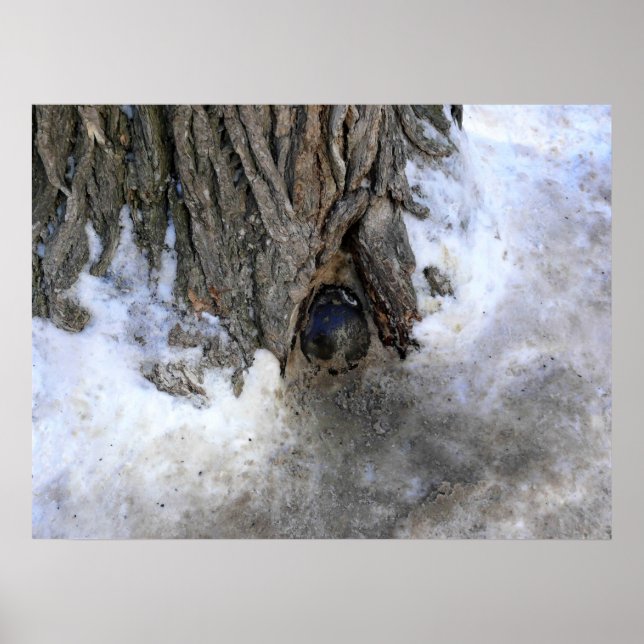 Affiche Cannonball Tree, Vieux-Québec Ville, Québec, Canad (Devant)