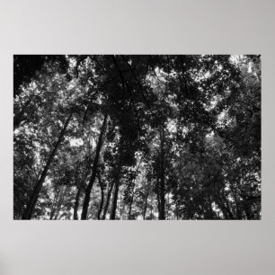 Affiche Canopée de bois 01 BW
