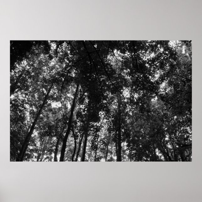Affiche Canopée de bois 01 BW (Devant)