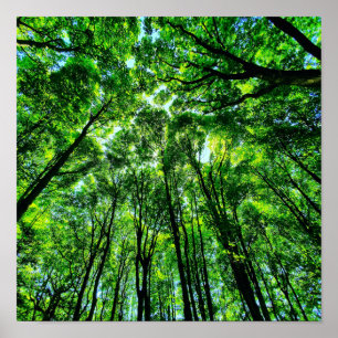 Affiche Canopée des arbres