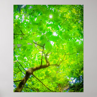 Affiche Canopée Verdoyante de Karuizawa