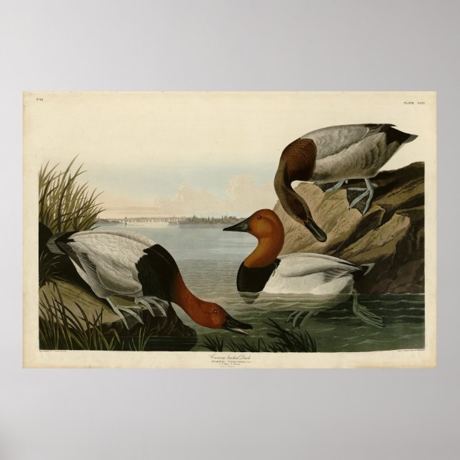 Affiche Canvas Duck d'Audubon's Birds of America (Devant)