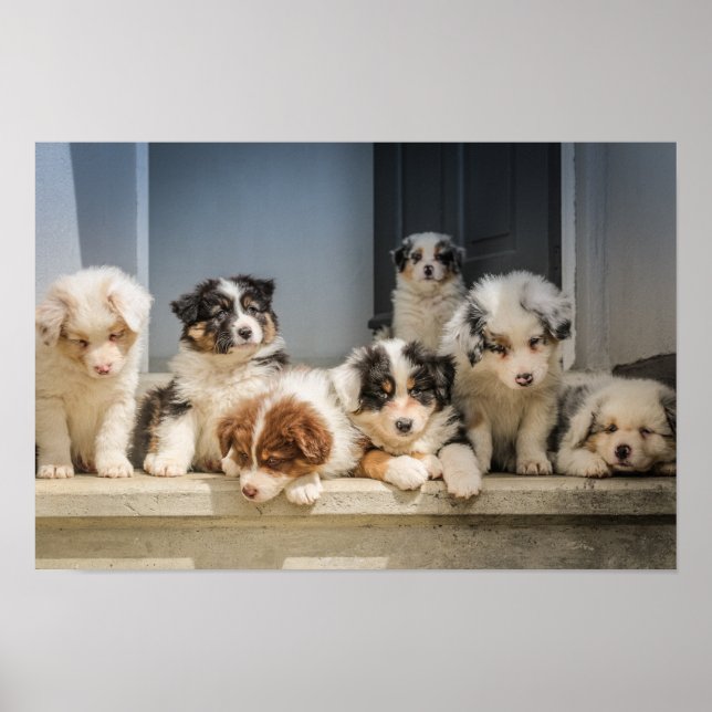 Affiche Canvas Premium Cute Puppies (Gloss) (Devant)