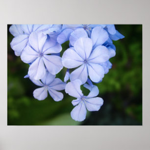 Affiche Cap-plumbago