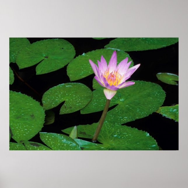 Affiche Cape Blue Water Lily (Devant)