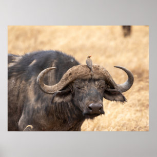 Affiche Cape Buffalo avec Egret - Massai Mara Safari Poste