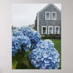 Affiche Cape Cod Hydrangea Home