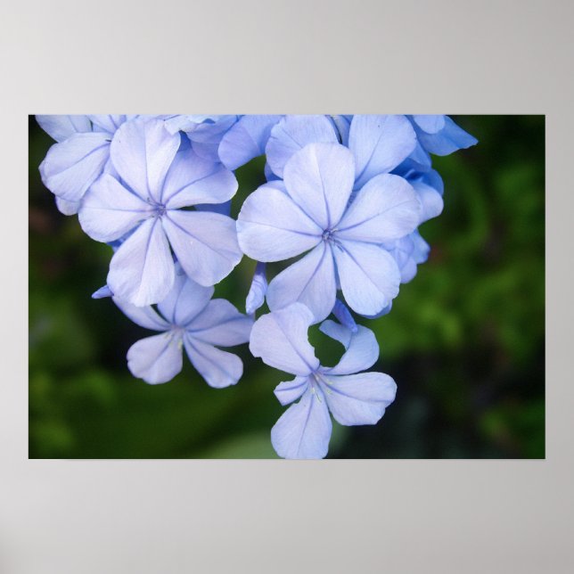Affiche Cape plumbago (Devant)