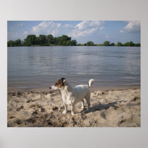 Affiche Capo von Oppenheim, chien Jack Russell