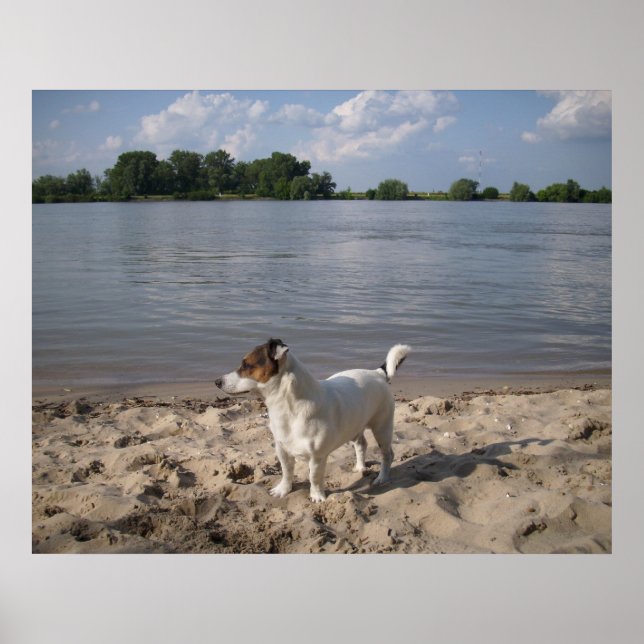 Affiche Capo von Oppenheim, chien Jack Russell (Devant)