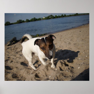 Affiche Capo von Oppenheim, chien Jack Russell