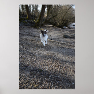 Affiche Capo von Oppenheim, chien Jack Russell Terrier