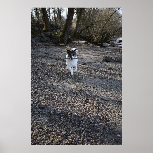 Affiche Capo von Oppenheim, chien Jack Russell Terrier (Devant)