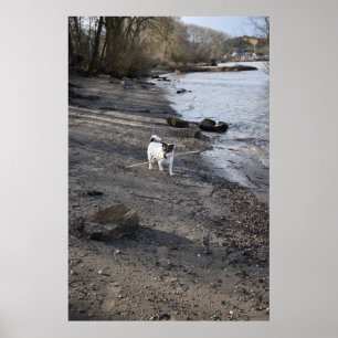 Affiche Capo von Oppenheim, chien Jack Russell Terrier
